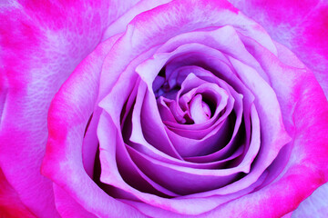 Close-up of a purple rose flower with pink tipped petals