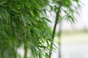 Fototapeta na wymiar Inside view of a bamboo forest.