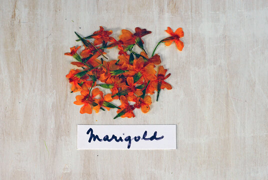Pressed dried small signet marigold flowers (tagetes tenuifolia)