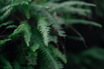 Fototapeta premium Close view of the green fern leaves in a botanical garden.