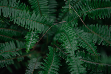 Fototapeta na wymiar Close view of the green fern leaves in a botanical garden.
