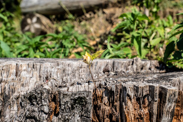 Junger Baum auf Baumstamm