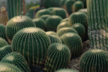 Close view of the cactus flowers in a botanical garden.