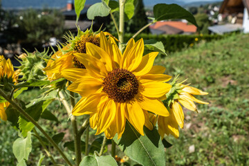 Sonnenblume