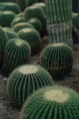 Close view of the cactus flowers in a botanical garden.