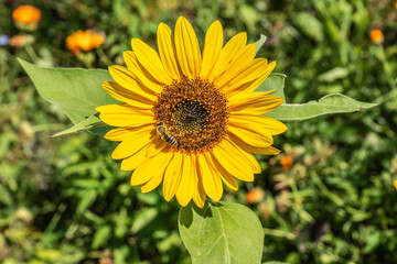 Sonnenblume