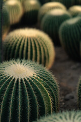 Close view of the cactus flowers in a botanical garden.
