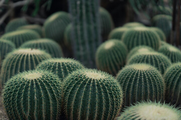 Close view of the cactus flowers in a botanical garden.