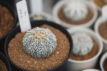 Astrophytum cactus close up with Akadema stone . Astrophytum Catus in black pot. Astrophytum asterias cactus. Top view of Astrophytum Asterias .