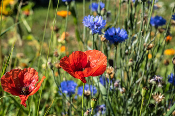 Fototapeta premium Mohnblüte