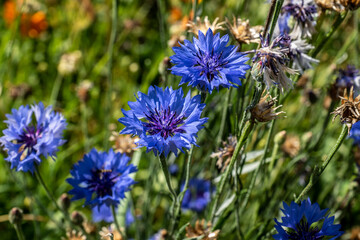 Kornblume