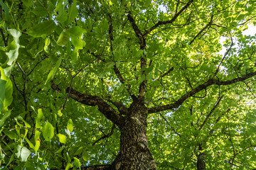 Nussbaum Blätterdach