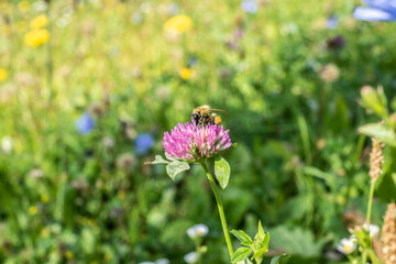 Rotklee mit Biene