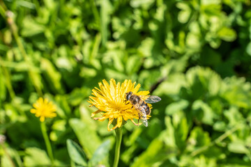 Obraz premium Herbst-Löwenzahn mit Biene