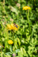Herbst-L&ouml;wenzahn mit Biene