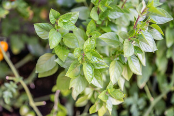 Griechisches Strauchbasilikum