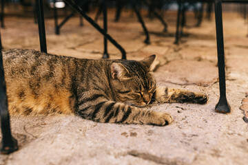 Beautiful cat rests under the chair in cafe outside in old town of Kotor, Montenegro.