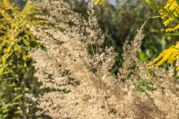 Trockenes Gras