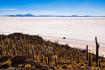 Cactus and Isla Incahuasi (aka Fish Island or Inka Wasi), Uyuni Salt Flats (Salar de Uyuni), Uyuni, Bolivia, South America