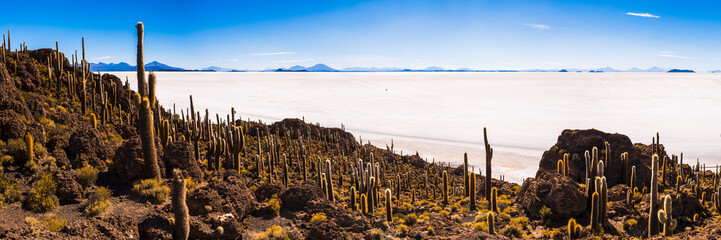 Cactus and Isla Incahuasi (aka Fish Island or Inka Wasi), Uyuni Salt Flats (Salar de Uyuni), Uyuni, Bolivia, South America - obrazy, fototapety, plakaty
