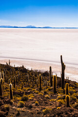 Cactus and Isla Incahuasi (aka Fish Island or Inka Wasi), Uyuni Salt Flats (Salar de Uyuni), Uyuni, Bolivia, South America