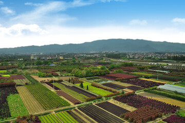 Chinese rural field scenery