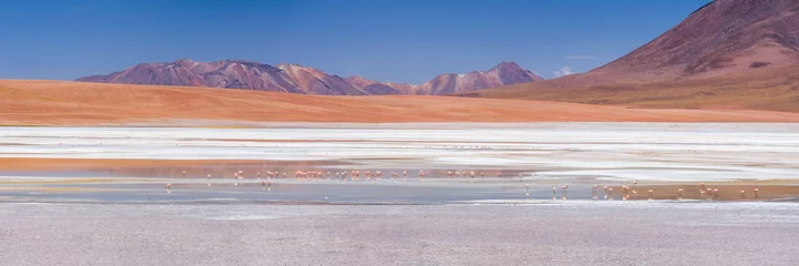 Flamingos in der Laguna Hedionda, einem Salzseegebiet im Altiplano von Bolivien, Südamerika © Matthew