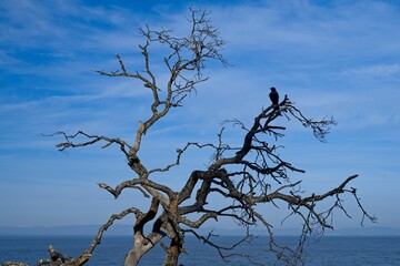 Lone bird is silhouetted on a dormant tree.