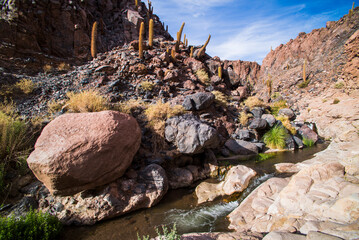 Cactus Valley (Los Cardones Ravine), Atacama Desert, North Chile, South America