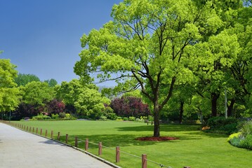 tree in the park