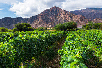 Vineyard with rows of green grape vines for making wine at a winery in the Andes Mountains,...