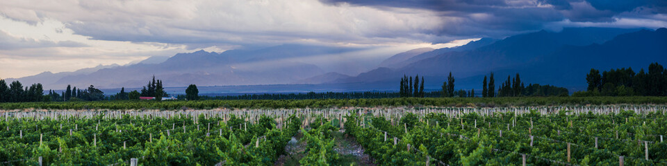 Vineyards and Andes mountains at sunset at a winery in Uco Valley (Valle de Uco), a wine region in Mendoza Province, Argentina, South America - obrazy, fototapety, plakaty