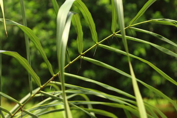 Green plant