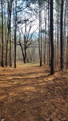 Obraz premium forest in autumn