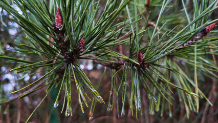 Naklejka na ściany i meble raindrops on pine needles close-up 
