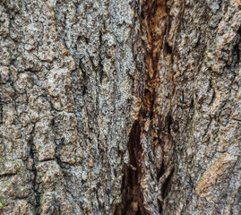 The old tree bark texture 