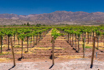 Green grape vines in a vineyard at a winery in the dry, arid, Andes Mountains, San Juan Province, Argentina, South America - obrazy, fototapety, plakaty