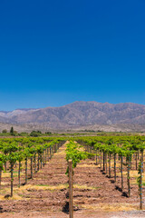 Fototapeta na wymiar Green grape vines in a vineyard at a winery in the dry, arid, Andes Mountains, San Juan Province, Argentina, South America