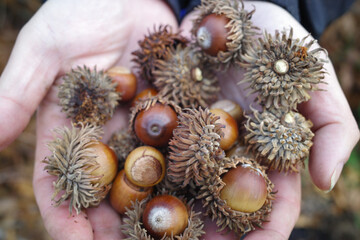 クヌギの木の実