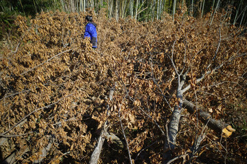 ブッシュクラフトをする男性
