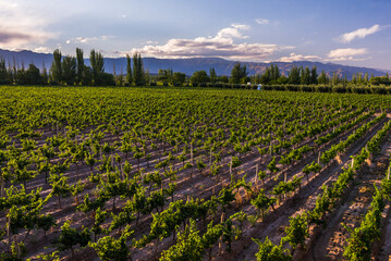 Grape vines in a vineyard at a Bodega (winery) in the Andes Mountains in the Maipu area of Mendoza,...