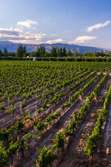 Grape vines in a vineyard at a Bodega (winery) in the Andes Mountains in the Maipu area of Mendoza, Argentina, South America