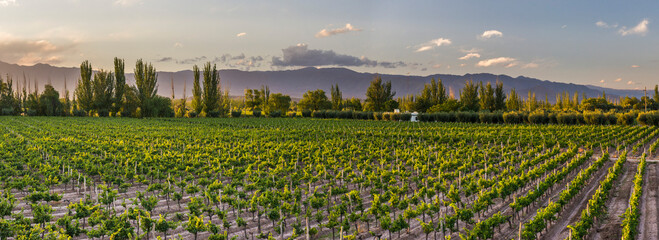 Grape vines in a vineyard at a Bodega (winery) in the Andes Mountains in the Maipu area of Mendoza, Argentina, South America - obrazy, fototapety, plakaty