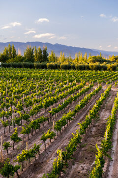 Grape vines in a vineyard at a Bodega (winery) in the Andes Mountains in the Maipu area of Mendoza, Argentina, South America