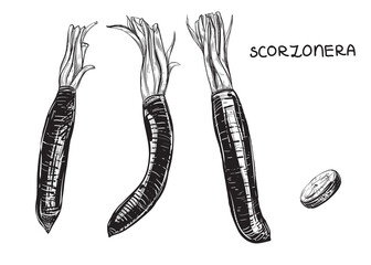 Hand drawn sketch black and white of spanish salsify, black oyster plant, leaf, root, slice. Vector illustration. Elements in graphic style label, card, sticker, menu, package. Engraved.
