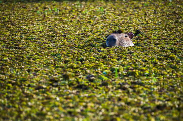 Capybara (Hydrochoerus hydrochaeris), Ibera Wetlands (Esteros del Ibera), a marshland area in Corrientes Province, Argentina, South America
