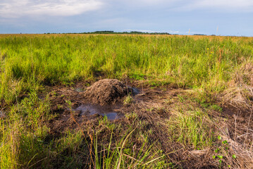 Yacare Caiman (Caiman Yacare) nest, Ibera Wetlands (aka Ibera Marshes), a marshland area in Corrientes Province, Argentina, South America