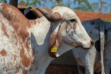 Animais Vaca Bezerro Curral Boi