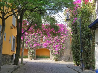 Fototapeta na wymiar colorful street of San Angel, Mexico city