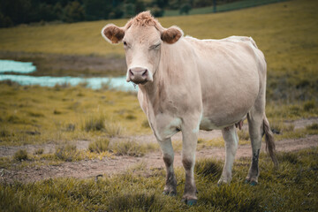 Vaca branca piscando